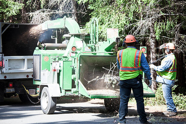 Best Commercial Tree Services  in Kings Park West, VA